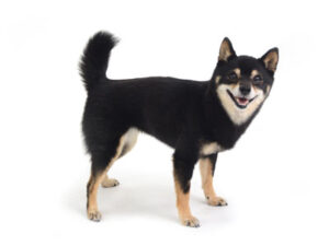 エムドッグス,動物プロダクション,ペットモデル,ペットタレント,モデル犬,タレント犬,柴犬,あずき