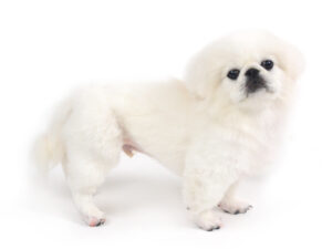 エムドッグス,動物プロダクション,ペットモデル,モデル犬,タレント犬,ペキニーズ,ポム