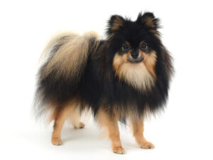 エムドッグス,動物プロダクション,ペットモデル,モデル犬,タレント犬,ポメラニアン,りと