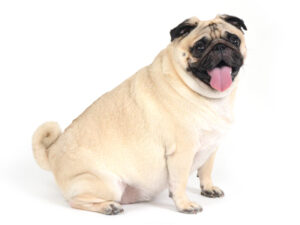 エムドッグス,動物プロダクション,ペットモデル,モデル犬,タレント犬,パグ,シルビィー