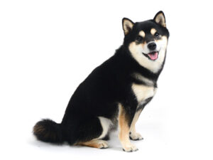 エムドッグス,動物プロダクション,ペットモデル,モデル犬,タレント犬,柴犬,ひじき