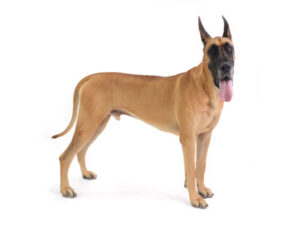 エムドッグス,動物プロダクション,ペットモデル,ペットタレント,モデル犬,タレント犬,グレートデン,KAI,カイ