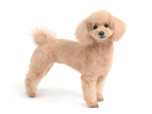 エムドッグス,動物プロダクション,ペットモデル,モデル犬,タレント犬,MIX犬,花梨,かりん