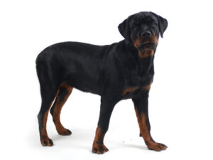 エムドッグス,動物プロダクション,ペットモデル,モデル犬,タレント犬,ロットワイラー,カルラ