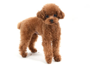 エムドッグス,動物プロダクション,ペットモデル,モデル犬,タレント犬,トイプードル,あお