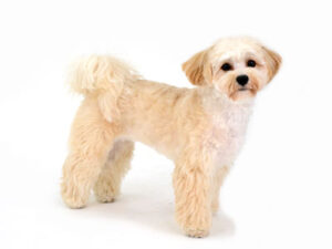エムドッグス,動物プロダクション,ペットモデル,モデル犬,タレント犬,MIX犬,ソフィ