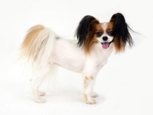 エムドッグス,動物プロダクション,ペットモデル,モデル犬,タレント犬,パピヨン,シエル