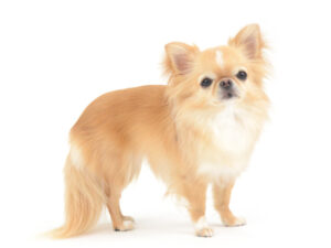 エムドッグス,動物プロダクション,ペットモデル,モデル犬,タレント犬,チワワ,ウイ