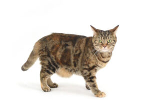 エムドッグス,動物プロダクション,ペットモデル,ペットタレント,モデル猫,タレント猫,アメリカンショートヘア,ruby,ルビー