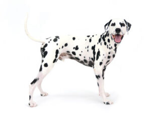 エムドッグス,動物プロダクション,ペットモデル,ペットタレント,モデル犬,タレント犬,ダルメシアン,WILL,ウィル