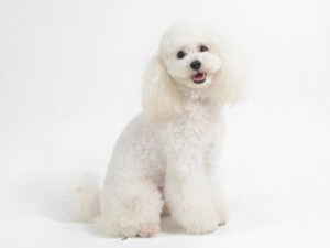 エムドッグス,動物プロダクション,ペットモデル,モデル犬,タレント犬,トイプードル,ムギ