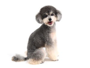 エムドッグス,動物プロダクション,ペットモデル,モデル犬,タレント犬,トイプードル,ポポ