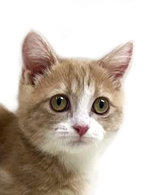 エムドッグス,動物プロダクション,ペットモデル,モデル猫,タレント猫,マンチカン,子猫