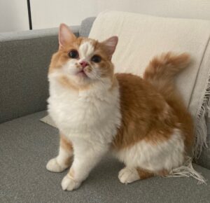 エムドッグス,動物プロダクション,ペットモデル,モデル猫,タレント猫,スコティッシュフォールド,子猫
