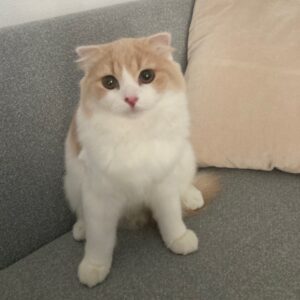 エムドッグス,動物プロダクション,ペットモデル,モデル猫,タレント猫,スコティッシュフォールド,子猫