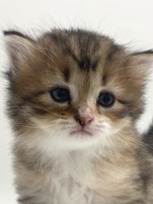 エムドッグス,動物プロダクション,ペットモデル,モデル猫,タレント猫,サイベリアン,子猫