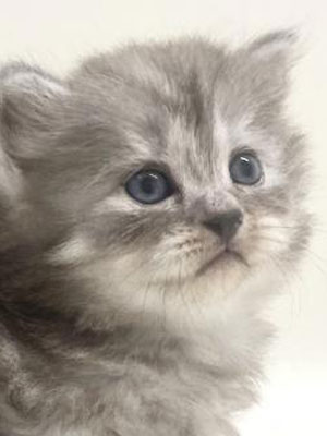 エムドッグス,動物プロダクション,ペットモデル,モデル猫,タレント猫,サイベリアン,子猫