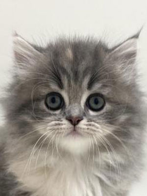 エムドッグス,動物プロダクション,ペットモデル,モデル猫,タレント猫,サイベリアン,子猫