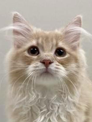 エムドッグス,動物プロダクション,ペットモデル,モデル猫,タレント猫,サイベリアン,子猫