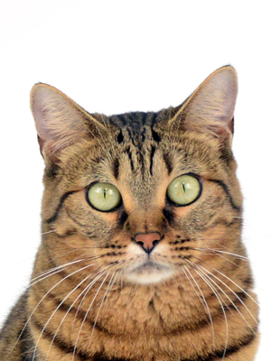 エムドッグス,動物プロダクション,ペットモデル,ペットタレント,モデル猫,タレント猫,ベンガル,アビー