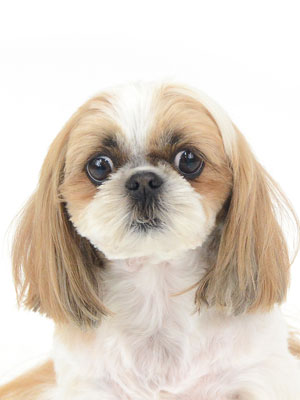 動物プロダクション,ペットモデル,ペットタレント,モデル犬,タレント犬,シーズー,リンス