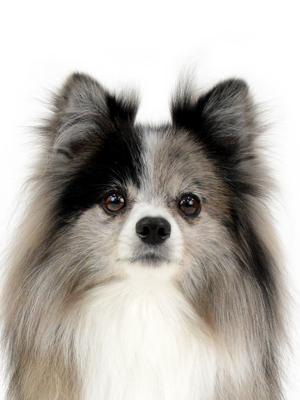 エムドッグス,動物プロダクション,ペットモデル,モデル犬,タレント犬,ポメラニアン,エル