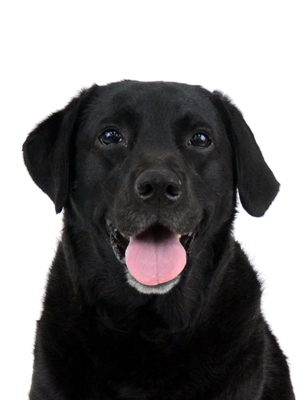 エムドッグス,動物プロダクション,ペットモデル,ペットタレント,モデル犬,タレント犬,ラブラドールレトリバー,メグ