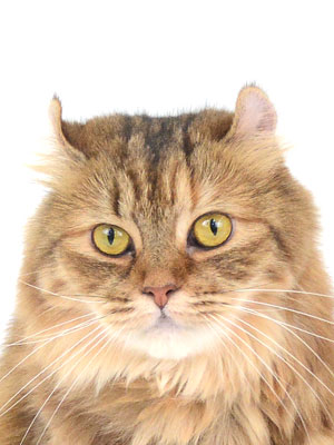 エムドッグス,動物プロダクション,ペットモデル,ペットタレント,モデル猫,タレント猫,キンカロー,れい