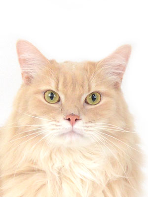 エムドッグス,動物プロダクション,ペットモデル,ペットタレント,モデル猫,タレント猫,キンカロー,じん