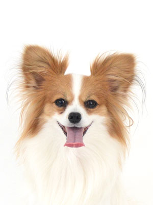 エムドッグス,動物プロダクション,ペットモデル,モデル犬,タレント犬,パピヨン,コロン