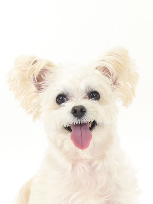 エムドッグス,動物プロダクション,ペットモデル,モデル犬,タレント犬,MIX犬,マロン