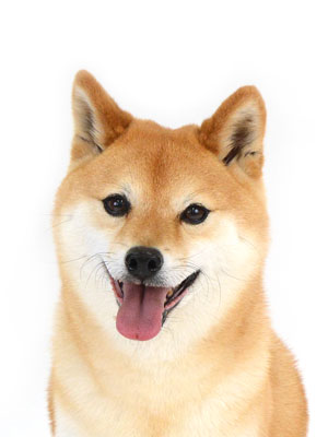 エムドッグス,動物プロダクション,ペットモデル,ペットタレント,モデル犬,タレント犬,柴犬,風河,ヒュウガ