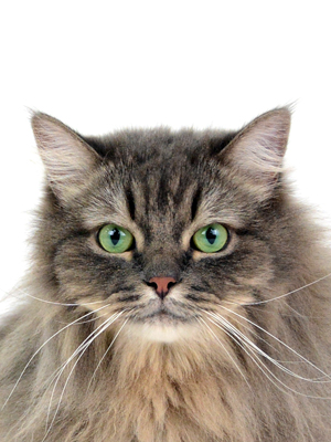 エムドッグス,動物プロダクション,ペットモデル,ペットタレント,モデル猫,タレント猫,サイベリアン,ダーニャ