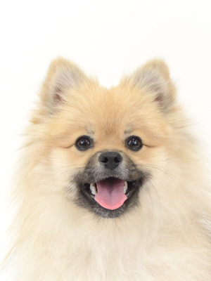 エムドッグス,動物プロダクション,ペットモデル,モデル犬,タレント犬,ポメラニアン,Laugh,ラフ