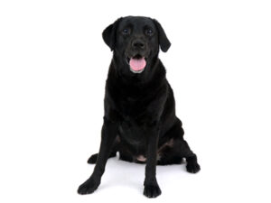 エムドッグス,動物プロダクション,ペットモデル,ペットタレント,モデル犬,タレント犬,ラブラドールレトリバー,メグ