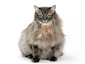 エムドッグス,動物プロダクション,ペットモデル,ペットタレント,モデル猫,タレント猫,サイベリアン,ダーニャ