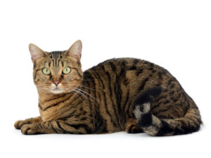 エムドッグス,動物プロダクション,ペットモデル,ペットタレント,モデル猫,タレント猫,ベンガル,アビー