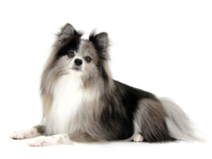 エムドッグス,動物プロダクション,ペットモデル,モデル犬,タレント犬,ポメラニアン,エル