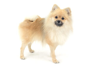 エムドッグス,動物プロダクション,ペットモデル,モデル犬,タレント犬,ポメラニアン,Laugh,ラフ
