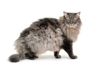 エムドッグス,動物プロダクション,ペットモデル,ペットタレント,モデル猫,タレント猫,サイベリアン,ダーニャ