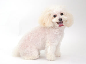 エムドッグス,動物プロダクション,ペットモデル,モデル犬,タレント犬,トイプードル,カミーユ