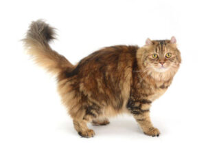 エムドッグス,動物プロダクション,ペットモデル,ペットタレント,モデル猫,タレント猫,キンカロー,れい