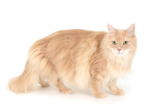 エムドッグス,動物プロダクション,ペットモデル,ペットタレント,モデル猫,タレント猫,キンカロー,じん