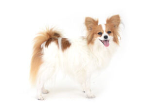 エムドッグス,動物プロダクション,ペットモデル,モデル犬,タレント犬,パピヨン,コロン