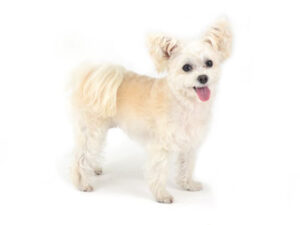 エムドッグス,動物プロダクション,ペットモデル,モデル犬,タレント犬,MIX犬,マロン