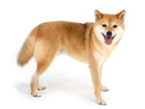 エムドッグス,動物プロダクション,ペットモデル,ペットタレント,モデル犬,タレント犬,柴犬,風河,ヒュウガ