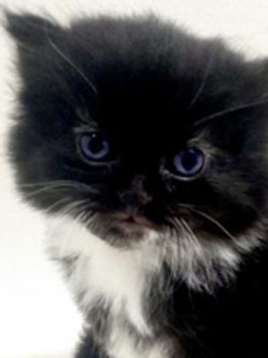 エムドッグス,動物プロダクション,ペットモデル,モデル猫,タレント猫,サイベリアン,子猫