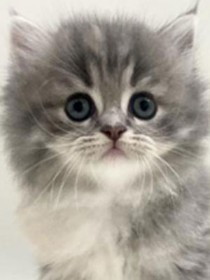 エムドッグス,動物プロダクション,ペットモデル,モデル猫,タレント猫,サイベリアン,子猫