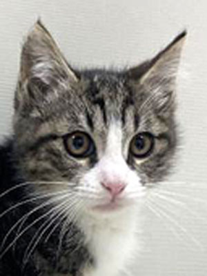 エムドッグス,動物プロダクション,ペットモデル,モデル猫,タレント猫,MIX猫,子猫