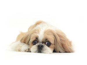 動物プロダクション,ペットモデル,ペットタレント,モデル犬,タレント犬,シーズー,リンス